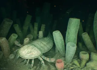 Canada's 'Sea of Glass': Ancient Deep-Sea Reefs Survive in British Columbia