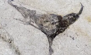 Ancient Chinese Fossils Push Back the Emergence of Complex Life