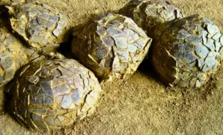 France’s Ancient Nest: Hundreds of Dinosaur Eggs Unearthed in One Bed