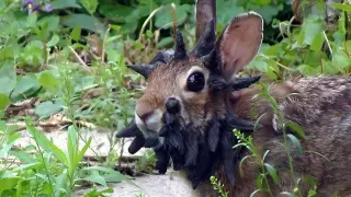 Frankenstein-Like Growths in US Rabbits Traced to a 90-Year-Old Virus