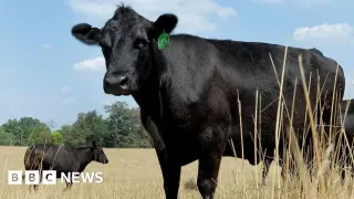 Beef prices surge as drought drains cattle supply and costs soar
