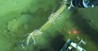 Indian Ocean whale graveyard unlocks vast deep-sea ecosystems