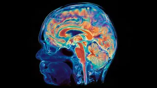 Stanford Study Reframes the Brain as Two Separate Neural Systems