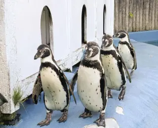 Mosquito-borne avian malaria strikes a Japanese zoo, killing four penguins