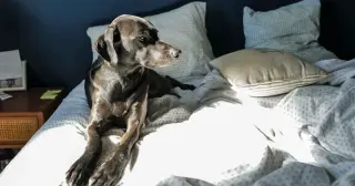 New Study Finds Humans, Not Dogs, Disrupt Sleep During Co-Sleeping