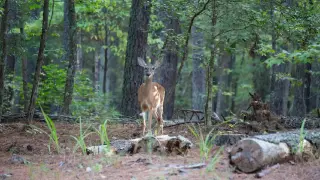North Carolina rolls out deer rules to slow chronic wasting disease spread