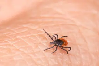 Tick-bite surge hits DC-area ERs as Lyme risk grows