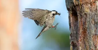 ESA rule narrows protection by focusing on direct harm, risking endangered habitats