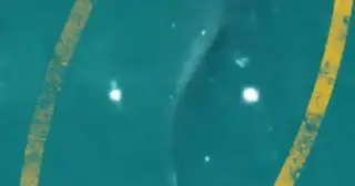 Drones Patrol NYC Beaches as Shark Sightings Surge