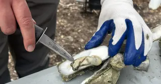 Vibrio vulnificus claims one life in South Carolina as coastal cases rise
