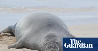 Tourist says rock-throwing at monk seal was to protect sea turtles, lawyer claims
