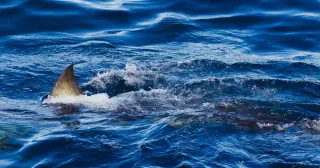 Shark Attack Ends Spearfishing Trip on Great Barrier Reef
