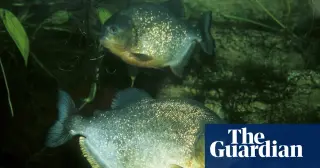Unexpected catch: 8-year-old reels in a piranha in a Pennsylvania lake