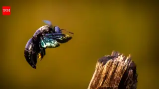 Low-dose pesticide exposure triggers genetic changes in bumblebees linked to reproduction