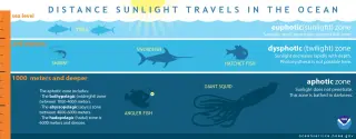 Most of the Ocean Lives in Permanent Darkness, Shielded by a Thin Sunlit Roof