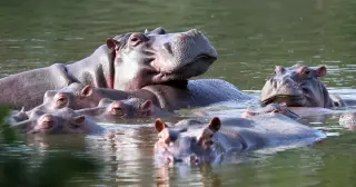 Ambani heir pitches Indian sanctuary for Colombia's Escobar hippos