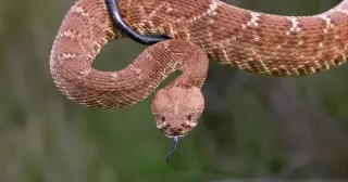 Unusually active rattlesnake season claims third California death
