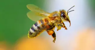 Bees with tiny brains master human-face recognition