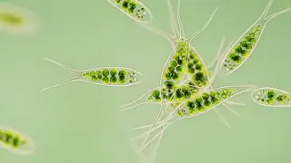 Consciousness Beyond Brains: Minds in Plants and Slime Molds
