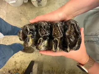 Toaster-sized mastodon molar unearthed in San Mateo Creek, reshaping Ice Age Bay Area lore