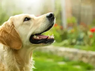 Golden Retriever Turns Break-In Into Playtime in San Diego Home