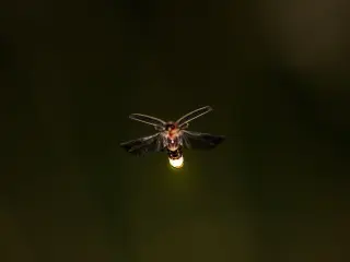 Fireflies Upend a Century of Brightness Measurements.
