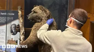 Old museum bear fur aids modern wildlife crime detection