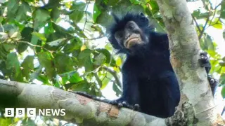 Pink-Lipped Congo Monkey Confirmed as a New Species