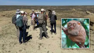 Wyoming Unearths 55-Million-Year-Old Primate Fossils with Evolutionary Surprises