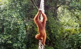 Sumatran Orangutan Uses Human-Built Canopy Bridge in Conservation Milestone