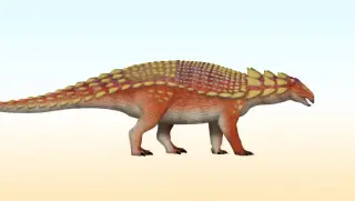 New Armored Dinosaur Nipponopelta yezoensis Found in Japan