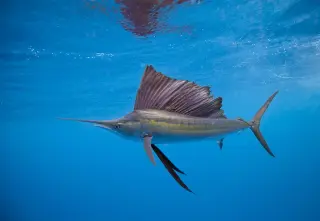 Ocean Superlatives: From Blue Whale Giants to Space-Visible Coral