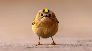 2026 Nikon Comedy Wildlife Awards Finalists Reveal Record Global Participation