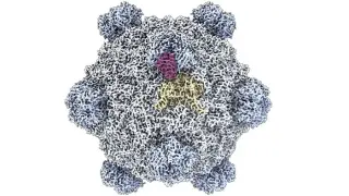 AI Designs First Synthetic Viruses, Raising Biosafety Stakes