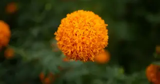 Marigolds: The Unexpected Plant-Based Protein Powerhouse