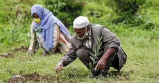 Ethiopia Claims 48 Billion Trees Planted Since 2019, Hitting 800 Million in Single Day