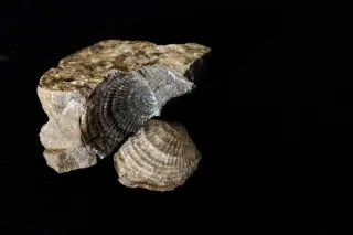 Metabolism Decides Survival in Earth's Great Ocean Catastrophe