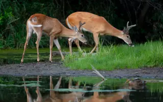 Epizootic Hemorrhagic Disease triggers deer die-off across SE Wisconsin