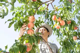 California peach farmers brace for 420,000-tree purge after Del Monte collapse
