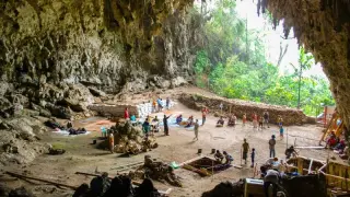 Flores hobbits likely scavengers, not hunters or fire-makers