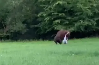Bison Attack in Poland’s Białowieża Forest Sparks Wildlife Safety Warning