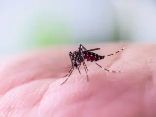 Heat or Cold: Quick Relief for Mosquito Bite Itch