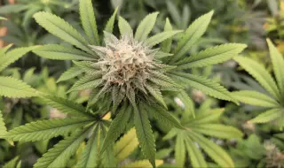 Lawsuit Targets Federal Marijuana Rescheduling, Blocking DOJ Action