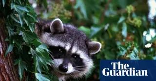 Westlake Village Raccoon Marks First Rabies Case in LA County Since 1973