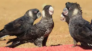 Endangered WA Cockatoos Face a Widespread Pesticide Threat from Grain Spills
