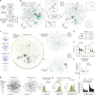 A shared transcriptional clock patterns neuronal fate in the Drosophila ventral nerve cord