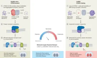 Hypoxia reverses a proteostasis-linked mitochondrial disease via HTRA2-CLPB axis