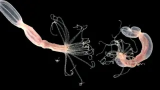 Sea Anemone CARDIB Protein Rewrites Viral Defense Strategy