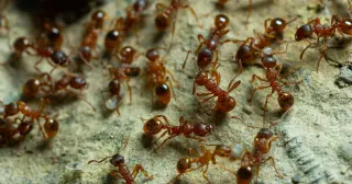 Ants: 20 Quadrillion Individuals, Biomass Roughly One-Fifth of Humans and Larger Than Birds and Mammals