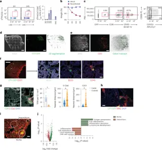 Galectin-1–secreting monocytes drive durable lung CD8+ memory T cells after influenza